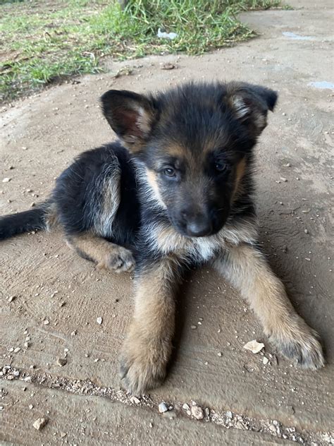 german shepherd puppies for sale in nm